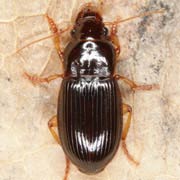 Harpalus winkleri (6.3–8 mm)