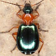Lebia chlorocephala (Hoffm., 1803), Carabidae (4.8–8.5 mm) Lebia chlorocephala (4.8–8.5 mm)