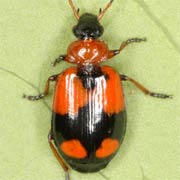 Lebia cruxminor (L., 1758), Carabidae (5.5–7 mm) Lebia cruxminor (5.5–7 mm)