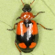 Lebia cruxminor (5.5–7 mm)