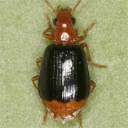 Lebia marginata (Fourcr., 1785), Carabidae (3.8–5 mm) Lebia marginata (3.8–5 mm)