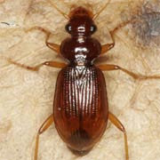 Leistus ferrugineus (L., 1758), Carabidae (6.5–7.5 mm) Leistus ferrugineus (6.5–7.5 mm)