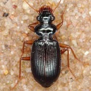 Leistus fulvibarbis Dej., 1826, Carabidae (6–9.2 mm) Leistus fulvibarbis (6–9.2 mm)