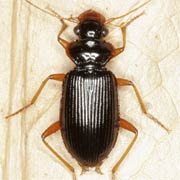 Leistus rufomarginatus (Duft., 1812), Carabidae (7.5–9.5 mm) Leistus rufomarginatus (7.5–9.5 mm)