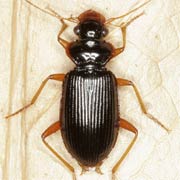 Leistus rufomarginatus (7.5–9.5 mm)