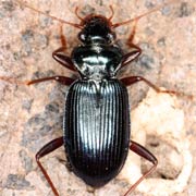 Leistus spinibarbis (F., 1775), Carabidae (7.7–10.4 mm) Leistus spinibarbis (7.7–10.4 mm)