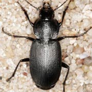 Licinus depressus (Payk., 1790), Carabidae (8–11 mm) Licinus depressus (8–11 mm)