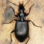 Limodromus assimilis (10–12.5 mm)