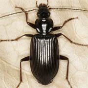 Limodromus longiventris (Mnnh., 1825) ♂, Carabidae (12–14 mm) Limodromus longiventris (12–14 mm)