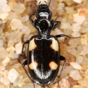 Lionychus quadrillum (Duft., 1812), Carabidae (2.8–3.5 mm) Lionychus quadrillum (2.8–3.5 mm)