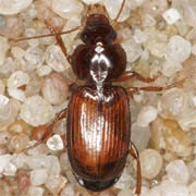 Masoreus wetterhalii (Gyll., 1813), Carabidae (4.5–7.5 mm) Masoreus wetterhalii (4.5–7.5 mm)