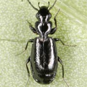 Microlestes maurus (Sturm, 1827), Carabidae (2.2–2.9 mm) Microlestes maurus (2.2–2.9 mm)