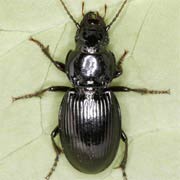 Molops elatus (F., 1801), Carabidae (12–18 mm) Molops elatus (12–18 mm)
