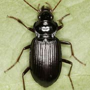 Nebria brevicollis (F., 1792), Carabidae (9–14 mm) Nebria brevicollis (9–14 mm)