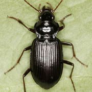 Nebria brevicollis (9–14 mm)