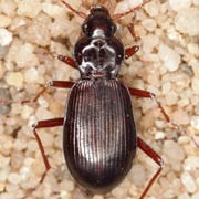 Nebria castanea (Bon., 1811), Carabidae (6–10.5 mm) Nebria castanea (6–10.5 mm)