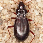 Nebria castanea (6–10.5 mm)