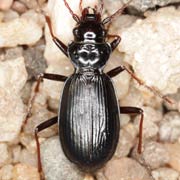 Nebria germari Heer, 1837, Carabidae (7–10 mm) Nebria germari (7–10 mm)