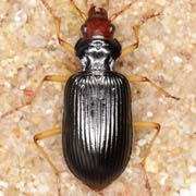 Nebria picicornis (10–15 mm)