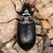 Nebria rufescens (Ström, 1768), Carabidae (9–12 mm) Nebria rufescens (9–12 mm)