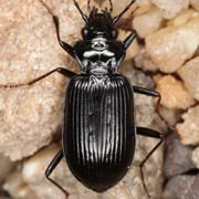 Nebria rufescens (9–12 mm)