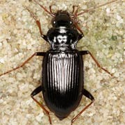 Nebria salina Fairm.Lab., 1854, Carabidae (9–12.5 mm) Nebria salina (9–12.5 mm)
