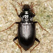 Nebria salina