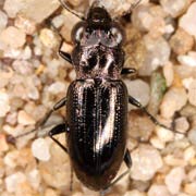 Notiophilus aesthuans Motsch., 1864, Carabidae (4–5.3 mm) Notiophilus aesthuans (4–5.3 mm)