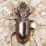 Notiophilus biguttatus (F., 1779), Carabidae (5–5.5 mm) Notiophilus biguttatus (5–5.5 mm)