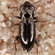 Notiophilus palustris (Duft., 1812), Carabidae (4–5.5 mm) Notiophilus palustris (4–5.5 mm)