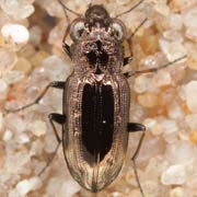 Notiophilus quadripunctatus (3.5–5 mm)