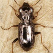 Notiophilus rufipes Curt., 1829, Carabidae (4–5.5 mm) Notiophilus rufipes (4–5.5 mm)