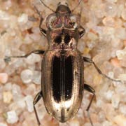 Notiophilus substriatus (4–5 mm)