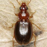 Ocys harpaloides (Serv., 1821), Carabidae (4.5–5.5 mm) Ocys harpaloides (4.5–5.5 mm)