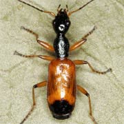 Odacantha melanura (L., 1767), Carabidae (6–7.8 mm) Odacantha melanura (6–7.8 mm)