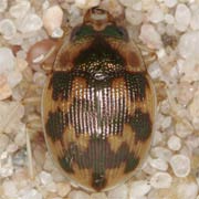 Omophron limbatum (F., 1776), Carabidae (4.5–6.5 mm) Omophron limbatum (4.5–6.5 mm)