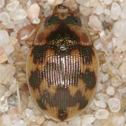 Omophron limbatum (4.5–6.5 mm)