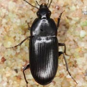 Oodes gracilis Villa, 1833, Carabidae (7–9 mm) Oodes gracilis (7–9 mm)