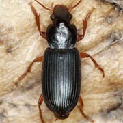 Ophonus ardosiacus Lutshnik, 1922, Carabidae (10–14 mm) Ophonus ardosiacus (10–14 mm)