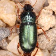 Ophonus azureus (F., 1775), Carabidae (7–9 mm) Ophonus azureus (7–9 mm)