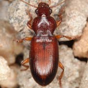 Ophonus cordatus (Duft., 1812), Carabidae (7.5–10 mm) Ophonus cordatus (7.5–10 mm)