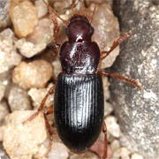 Ophonus melleti Heer, 1837, Carabidae (5.5–8.7 mm) Ophonus melleti (5.5–8.7 mm)