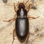 Ophonus puncticeps (Steph., 1828), Carabidae (7–9 mm) Ophonus puncticeps (7–9 mm)