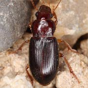 Ophonus rufibarbis (F., 1792), Carabidae (6–9.1 mm) Ophonus rufibarbis (6–9.1 mm)
