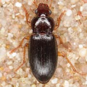 Ophonus schaubergerianus Puel, 1937 ♂, Carabidae (7.5–10.1 mm) Ophonus schaubergerianus (7.5–10.1 mm)