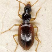 Oxypselaphus obscurus (Hbst., 1784), Carabidae (5–6 mm) Oxypselaphus obscurus (5–6 mm)