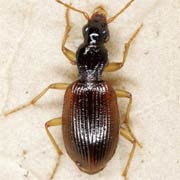 Oxypselaphus obscurus (5–6 mm)