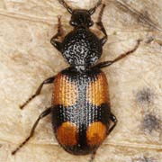 Panagaeus bipustulatus (F., 1775), Carabidae (6.5–8 mm) Panagaeus bipustulatus (6.5–8 mm)