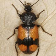 Panagaeus cruxmajor (L., 1758), Carabidae (7.5–9 mm) Panagaeus cruxmajor (7.5–9 mm)