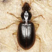 Paranchus albipes (F., 1796), Carabidae (6.5–9 mm) Paranchus albipes (6.5–9 mm)